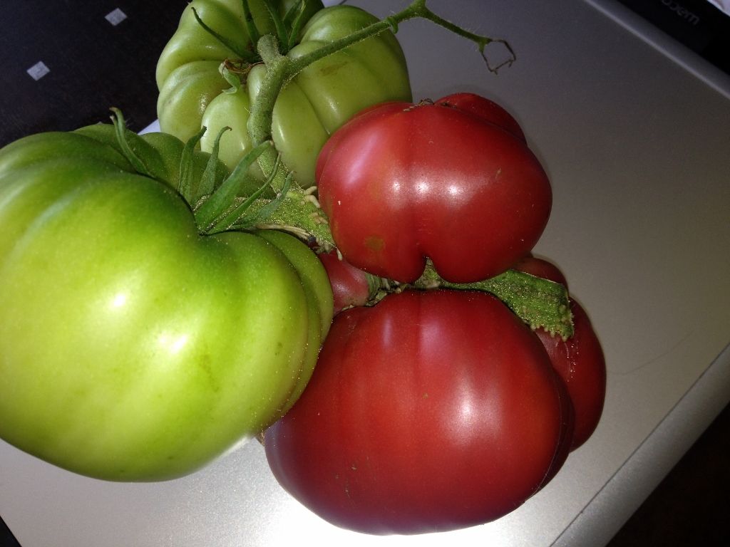 Black Krim 1 photo IMG_59601024x768_zpsf9ea6a8d.jpg