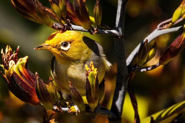  photo Waxeye-1_zps1rqpizkk.jpg