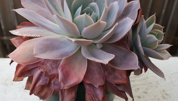 potted succulents, container, urban gardening
