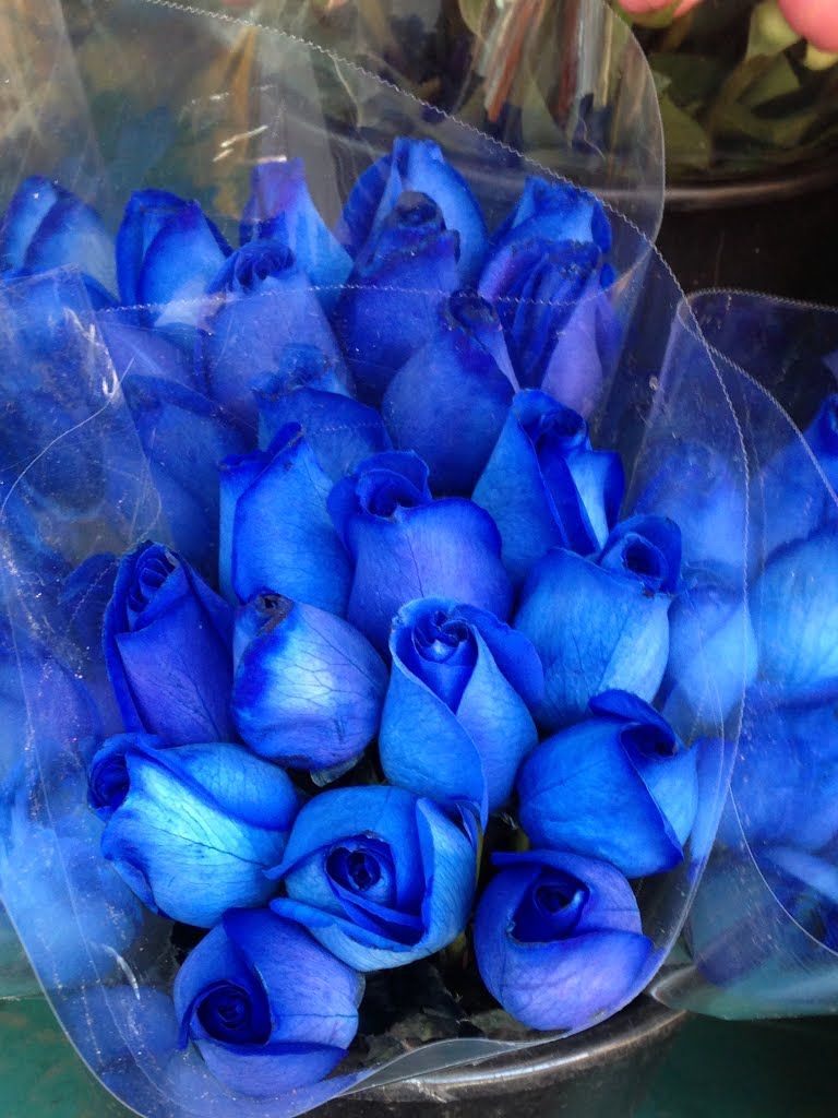  photo blue roses_zpswr33r8rd.jpg