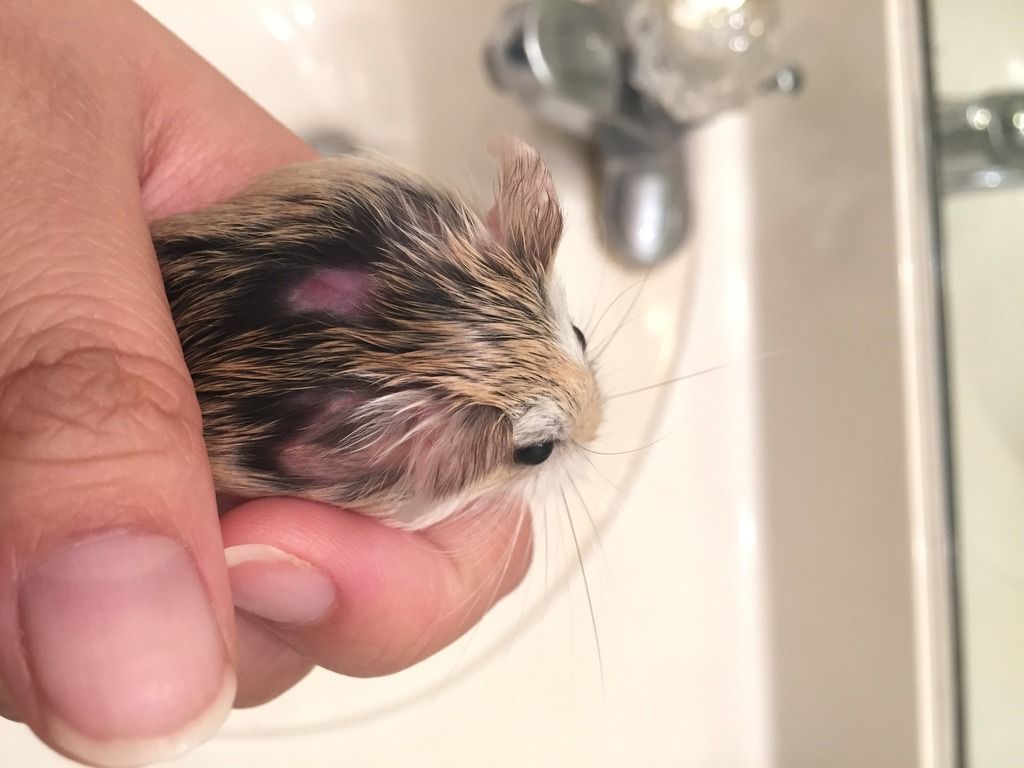 dwarf hamster scratching cage