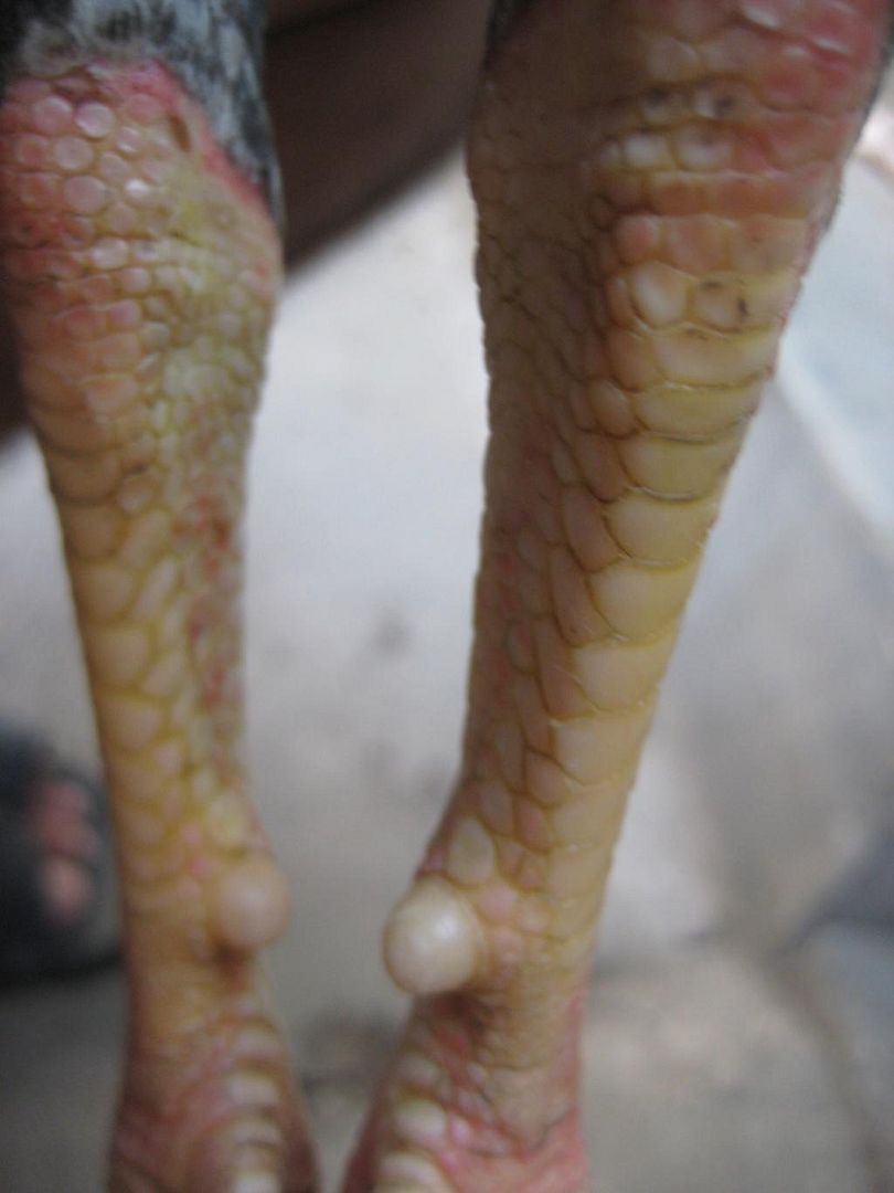 Cặp gà tre chuôi zin bổn bang cho anh em chơi !!! - 2