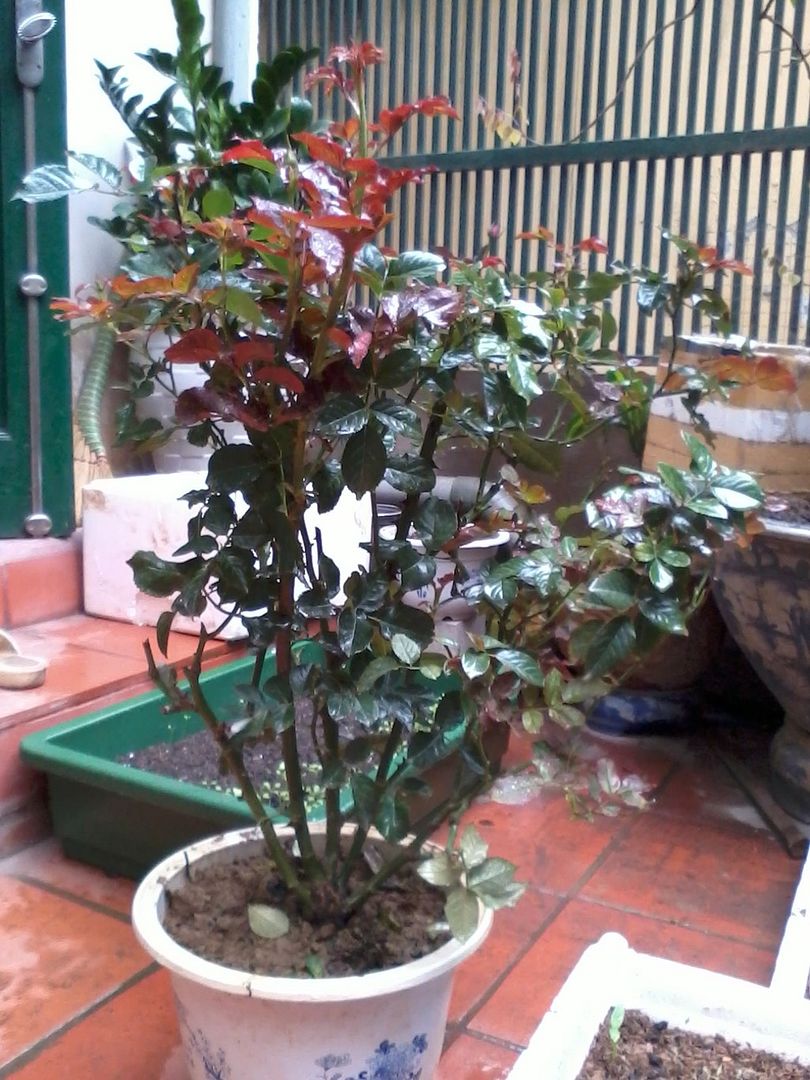 Hỏi về bệnh trên cây hoa hồng