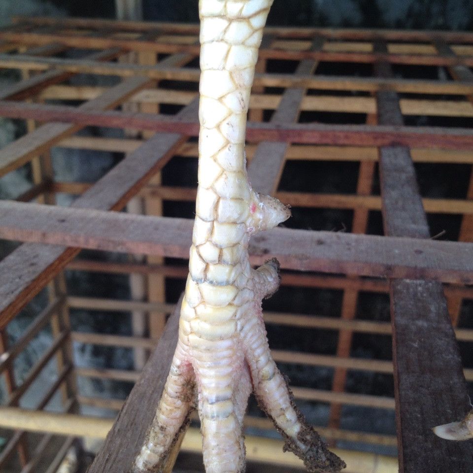 Kiên Giang Bán Gà Nòi Lai Bổn Dữ - 7