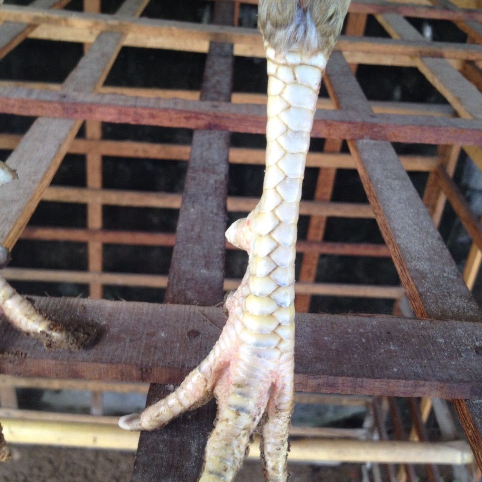 Kiên Giang Bán Gà Nòi Lai Bổn Dữ - 6