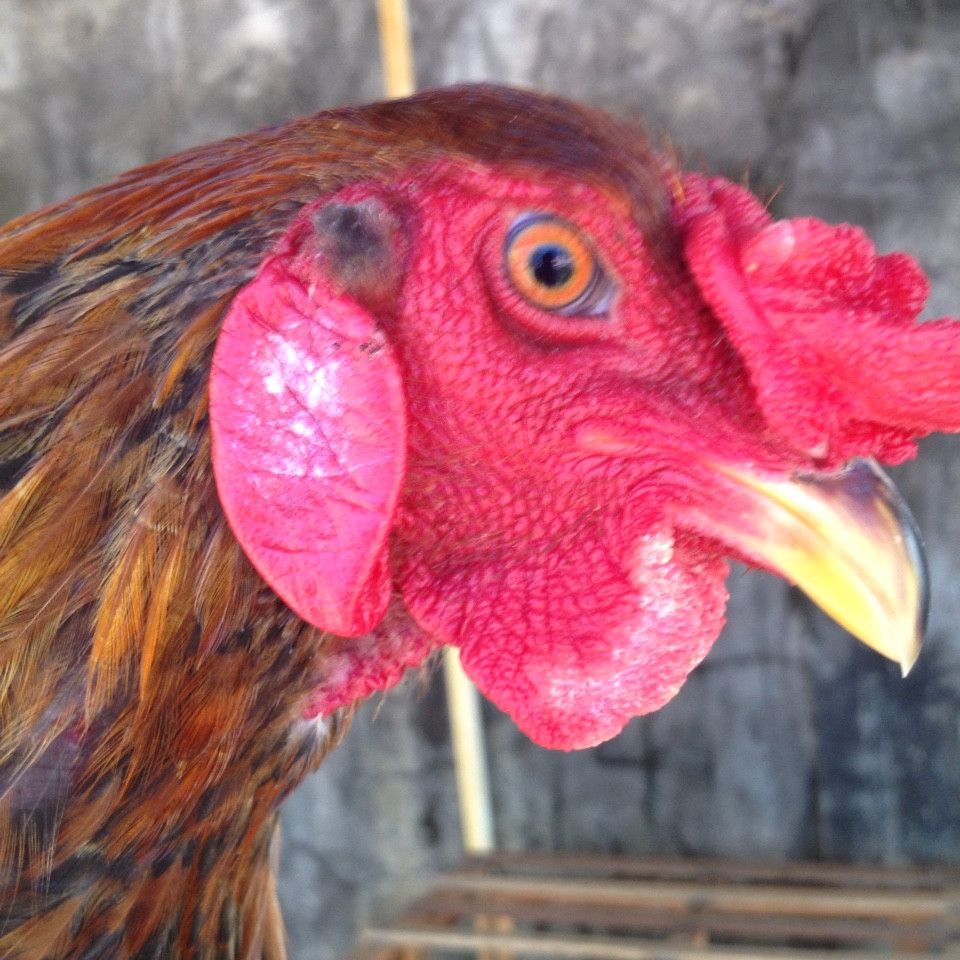 Kiên Giang Bán Gà Nòi Lai Bổn Dữ - 8