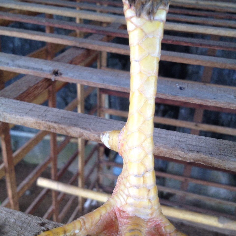 Kiên Giang Bán Gà Nòi Lai Bổn Dữ - 11