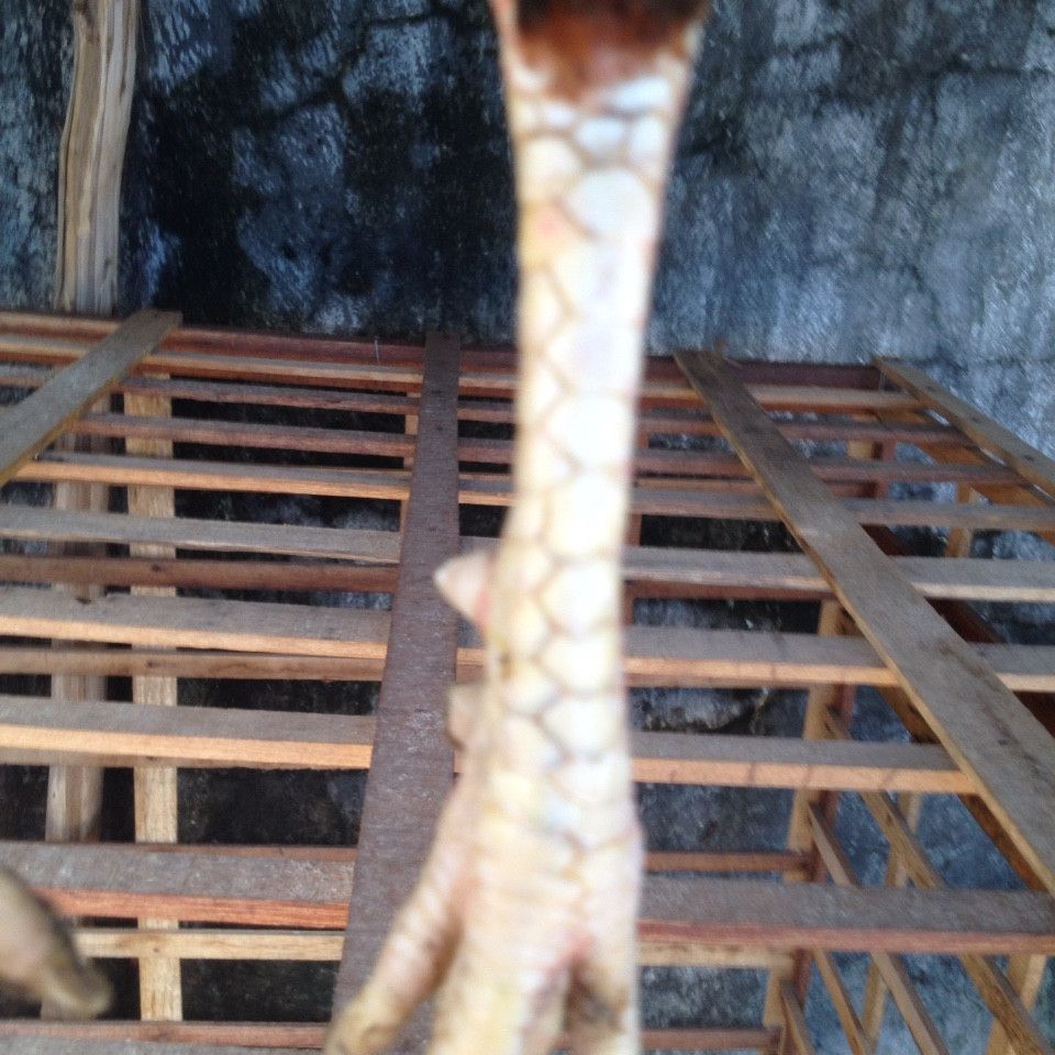 Kiên Giang Bán Gà Nòi Lai Bổn Dữ - 3