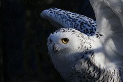  photo 8106805467_a8a9568feb_m_zps7df0354c.jpg