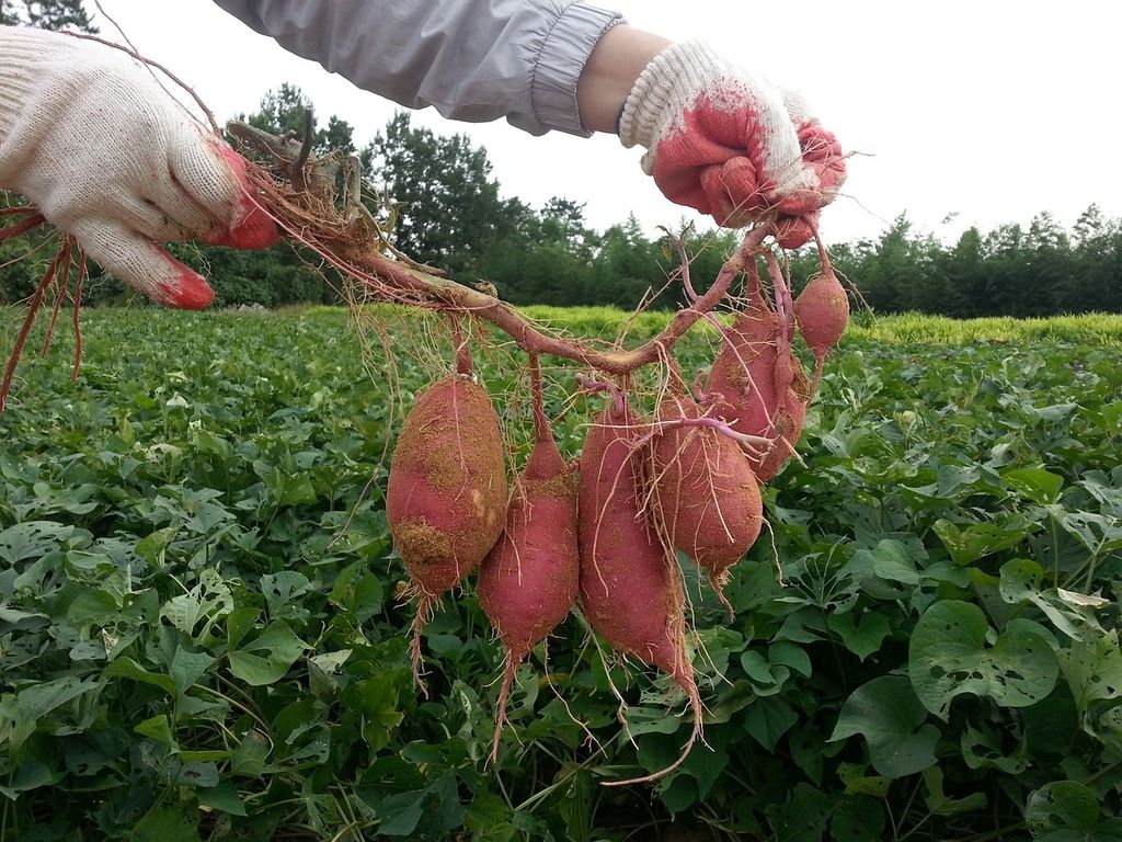 Sweet potato